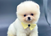 Ayıcık Boo Pomeranian